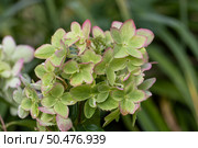 Beautiful flower of the paniculate hydrangea Metallica. Стоковое фото, фотограф Ольга Сейфутдинова / Фотобанк Лори
