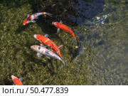 Many colorful koi fish play in the pool. Close up, top view. Стоковое фото, агентство Ingram Publishing / Фотобанк Лори