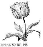 Tulip sketch. Hand drawn like ballpointed pen sketch styled detailed tulip flower. Vector Illustration. . Стоковая иллюстрация, агентство Ingram Publishing / Фотобанк Лори