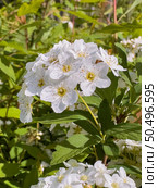 Bridalwreath Spirea: a species of Spirea, its botanical name is Spiraea Cantoniensis. Стоковое фото, агентство Ingram Publishing / Фотобанк Лори