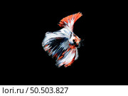 Beautiful red, blue and white Betta splendens, The Siamese fighting fish commonly known as betta is popular fish in the aquarium trade. well known name is Plakad Thai. Isolated On black Background. Стоковое фото, агентство Ingram Publishing / Фотобанк Лори