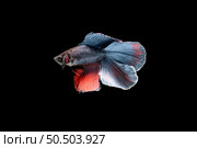Beautiful half moon in strange color with red and blue Betta splendens, Siamese fighting fish or Pla-kad in Thai popular fish in aquarium. Show off tail while swimming isolated on black background. Стоковое фото, агентство Ingram Publishing / Фотобанк Лори