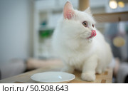 Persian cat one of the most popular breeds of attractive cats. With a lovely hairy appearance, serene, and devoted to the owner. Стоковое фото, агентство Ingram Publishing / Фотобанк Лори