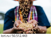 Close up and selective focus Of Farmer Hands with Spreading Seeds on Farmer carrying paddy seed in hands, copy space. Стоковое фото, агентство Ingram Publishing / Фотобанк Лори