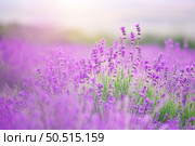Lavender flowers closeup. Composition of nature. Стоковое фото, агентство Ingram Publishing / Фотобанк Лори