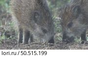 Кабан или дикая свинья дикие животные, Sus scrofa. Стоковое видео, видеограф Дмитрий Якубович / Фотобанк Лори