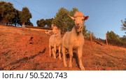 Young goats grazing and playing in the meadow at sunset. Стоковое фото, агентство Ingram Publishing / Фотобанк Лори