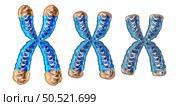 Telomere aging process as shortening and reduction of telomeres located on the end caps of a chromosome resulting in damaging DNA resulting in shorter life or short lifespan as a 3D illustration. Стоковое фото, агентство Ingram Publishing / Фотобанк Лори