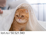 An intelligent Persian cat and owner playing together in bed. Стоковое фото, агентство Ingram Publishing / Фотобанк Лори