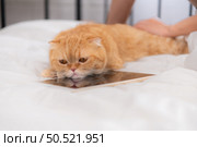An intelligent Persian cat and owner playing together in bed. Стоковое фото, агентство Ingram Publishing / Фотобанк Лори