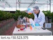 In the closed strawberry garden, a young scientist conducts a strawberry nutrient production experiment with her science class. Стоковое фото, агентство Ingram Publishing / Фотобанк Лори