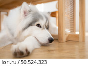 Alaskan malamute dog in grooming salon, closeup. Стоковое фото, агентство Ingram Publishing / Фотобанк Лори