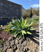 Large Green Agave Plant in Lush Garden with Stone Wall and Blue Sky. Стоковое фото, фотограф Аnna Ivanova / Фотобанк Лори