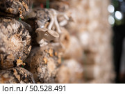 Mushrooms in the mushroom house fully grown and ready to be harvested for consumption. Стоковое фото, агентство Ingram Publishing / Фотобанк Лори