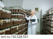 Young asian muslim female scientist doing research at a mushroom factory, examining mushroom leavening agent in a sterile and temperature-controlled room. Стоковое фото, агентство Ingram Publishing / Фотобанк Лори
