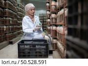 Young asian muslim female scientist doing research at a mushroom factory, investigating the growth of fungi in mushroom lumps. in a sterile and temperature-controlled room. Стоковое фото, агентство Ingram Publishing / Фотобанк Лори