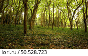 Woods of Rainha D. Leonor , in Caldas da Rainha - Portugal, borders the Parque D. Carlos I and is characterized by its biodiversity and beauty. Стоковое фото, агентство Ingram Publishing / Фотобанк Лори