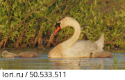 Лебедь-шипун (Cygnus olor) Стоковое видео, видеограф Дмитрий Якубович / Фотобанк Лори