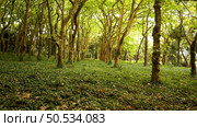 Woods of Rainha D. Leonor , in Caldas da Rainha - Portugal, borders the Parque D. Carlos I and is characterized by its biodiversity and beauty. Стоковое фото, агентство Ingram Publishing / Фотобанк Лори