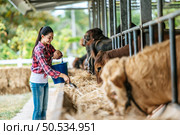 Portrait of Happy Asian farmer woman with bucket of hay feeding cows in cowshed on dairy farm. Agriculture industry, farming, people, technology and animal husbandry concept. Стоковое фото, агентство Ingram Publishing / Фотобанк Лори