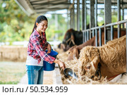 Portrait of Happy Asian farmer woman with bucket of hay feeding cows in cowshed on dairy farm. Agriculture industry, farming, people, technology and animal husbandry concept. Стоковое фото, агентство Ingram Publishing / Фотобанк Лори