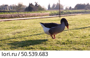 Gray goose standing on green grass. Стоковое фото, агентство Ingram Publishing / Фотобанк Лори