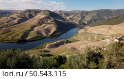 View of the terraced vineyards in the Douro Valley and river near the village of Pinhao, Portugal. Concept for travel in Portugal and most beautiful places in Portugal. Стоковое фото, агентство Ingram Publishing / Фотобанк Лори