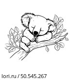 Koala sleeping on a branch. Hand drawn vector illustration in sketch style. Стоковая иллюстрация, агентство Ingram Publishing / Фотобанк Лори