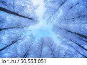 Snowy forest in amazing winter at sunset. Colorful landscape with trees in snow, blue sky. Snowfall in woods. Wintry woodland. Snow covered forest at dusk. Nature background. Trees in hoar. View up. Стоковое фото, агентство Ingram Publishing / Фотобанк Лори
