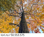Autumn color fall leaved tree seen from bellow. Стоковое фото, агентство Ingram Publishing / Фотобанк Лори