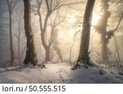 Snow-covered forest in morning fog. Winter landscape with snowy trees at sunrise. Wintry woods in misty conditions. Frosty winter scene. Enchanting foggy woods. Ethereal winter woodland. Snowscape. Стоковое фото, агентство Ingram Publishing / Фотобанк Лори