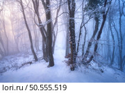 Snow-covered forest in fog at sunset. Winter landscape with snowy foggy trees at dusk. Wintry woods in misty conditions. Frosty winter scene. Enchanting woods. Ethereal winter woodland. Snowscape. Стоковое фото, агентство Ingram Publishing / Фотобанк Лори
