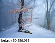 Old tree with orange leaves in fog. Snowy forest in beautiful winter. Colorful landscape with trees in snow at sunset. Snowfall in woods. Wintry woodland. Snow covered mountain forest at dusk. Nature. Old tree with orange leaves in fog. Snowy forest in winter. Стоковое фото, агентство Ingram Publishing / Фотобанк Лори