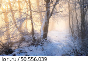 Snow-covered forest in morning fog. Winter landscape with snowy trees at sunrise. Wintry woods in misty conditions. Frosty winter scene. Enchanting foggy woods. Ethereal winter woodland. Snowscape. Snowy forest in morning fog. Winter landscape with trees in snow. Стоковое фото, агентство Ingram Publishing / Фотобанк Лори