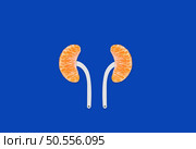 Kidney shape with orange with isolated Colour background. World Kidney Day is observed annually on the 2nd Thursday in March. Стоковое фото, агентство Ingram Publishing / Фотобанк Лори