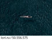 Aerial Top View Male Swimmer Swimming . Professional Determined Athlete Training for the Championship. Top View Shot. Стоковое фото, агентство Ingram Publishing / Фотобанк Лори