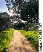 Scenic view of Bucaquinho Natural Park, Ovar, north of Portugal. Стоковое фото, агентство Ingram Publishing / Фотобанк Лори