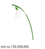 Snowdrops meadow flower. Beautiful flower for making summer and spring meadow  designs. Vector illustration. Стоковая иллюстрация, агентство Ingram Publishing / Фотобанк Лори