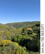 A serene vista of terraced vineyards in a lush valley under a clear blue sky. Guarda - Portugal. Стоковое фото, агентство Ingram Publishing / Фотобанк Лори