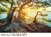 Amazing trees on the rocky sea coast at golden sunset in summer. Travel in Brela, Croatia. Colorful landscape with green trees growing out of the rock, tree roots, blue water in the evening. Nature. Стоковое фото, агентство Ingram Publishing / Фотобанк Лори