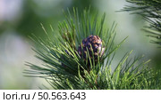 Pinus sibirica. Ветка с шишками сосны сибирской кедровой. Стоковое видео, видеограф Григорий Писоцкий / Фотобанк Лори