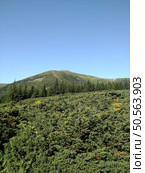 Junipers plants of Christmas trees growing on a mountain look at an angle. Стоковое фото, агентство Ingram Publishing / Фотобанк Лори