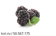 Blackberries with leaves isolated on white background. Стоковое фото, агентство Ingram Publishing / Фотобанк Лори