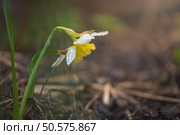 White and yellow daffodil with dewdrops hanging down in a garden setting with blurred green background and other daffodils in the distance, creating a peaceful and serene springtime scene. Стоковое фото, фотограф Ольга Ильина / Фотобанк Лори
