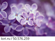 Beautiful lilac flowers. Nature background. Стоковое фото, агентство Ingram Publishing / Фотобанк Лори