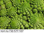 Fresh romanesco broccoli (Brassica oleracea) in close-up... Стоковое фото, фотограф Андрей Армягов / Фотобанк Лори