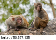 Macaques in nature. Macaques constitute a genus (Macaca) of gregarious monkeys. Стоковое фото, фотограф Андрей Армягов / Фотобанк Лори