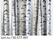 trunks of birch trees in forest with fully seamless wallpaper pattern. Стоковое фото, агентство Ingram Publishing / Фотобанк Лори