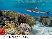 Colorful underwater coral reef with yellow stripped fish and big shark. Стоковое фото, агентство Ingram Publishing / Фотобанк Лори