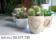 Mix of cactuses in the white light room     . Стоковое фото, агентство Ingram Publishing / Фотобанк Лори
